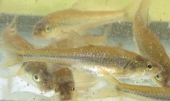 Notropis dorsalis