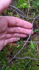 Vaccinium microcarpum