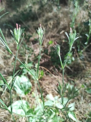 Dianthus armeria