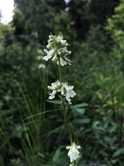 Penstemon confertus