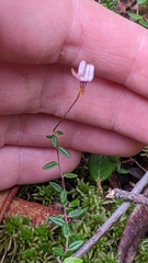 Vaccinium microcarpum