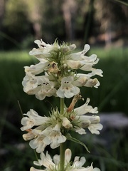 Penstemon confertus