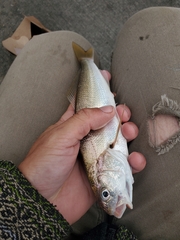 Genyonemus lineatus