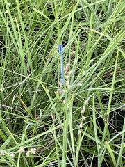 Enallagma doubledayi