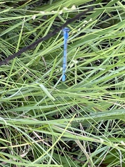 Enallagma doubledayi