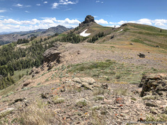 Penstemon deustus deustus