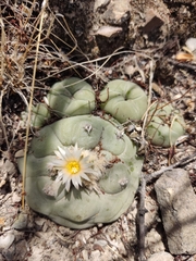 Lophophora diffusa