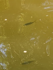 Scardinius erythrophthalmus