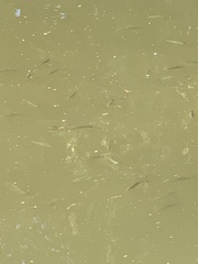Scardinius erythrophthalmus