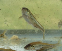 Notropis dorsalis