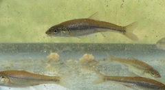 Notropis dorsalis