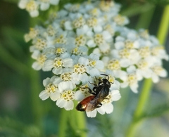 Sphecodes albilabris