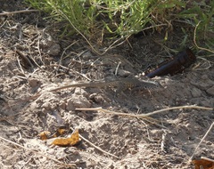 Aspidoscelis tesselatus