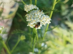 Sphecodes albilabris