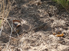 Aspidoscelis tesselatus