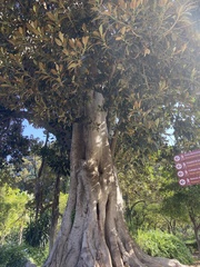 Ficus macrophylla