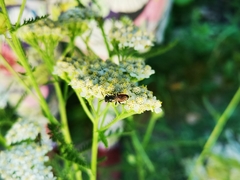 Sphecodes albilabris
