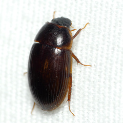 Cymbiodyta bifidus