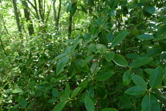 Rhododendron minus