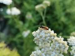 Sphecodes albilabris