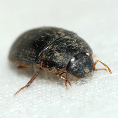 Cymbiodyta bifidus