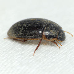 Cymbiodyta bifidus