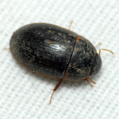 Cymbiodyta bifidus