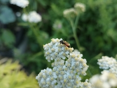 Sphecodes albilabris