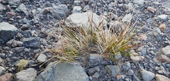 Juncus drummondii