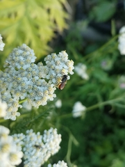 Sphecodes albilabris