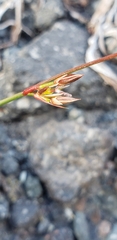 Juncus drummondii