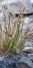 Juncus drummondii