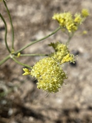 Eriogonum brevicaule