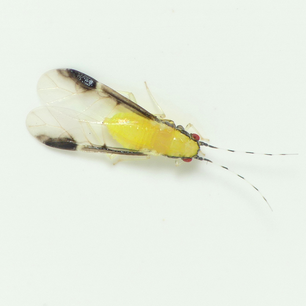 Blackmargined Pecan Aphid