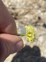 Eriogonum brevicaule