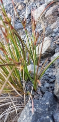 Juncus drummondii