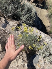Eriogonum brevicaule