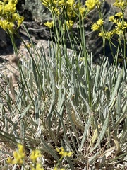 Eriogonum brevicaule