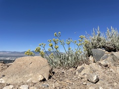 Eriogonum brevicaule