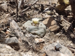 Lophophora diffusa