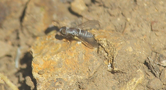Diplocampta