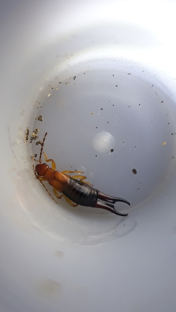 Forficula gravelyi