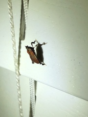 Galasa nigrinodis
