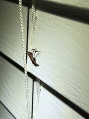 Galasa nigrinodis