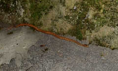 Pareas boulengeri