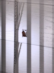Galasa nigrinodis