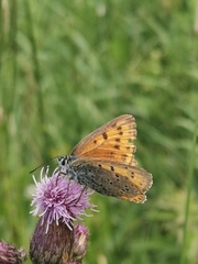 Lycaena hippothoe