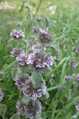 Marrubium supinum