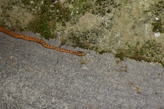 Pareas boulengeri