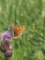Lycaena hippothoe